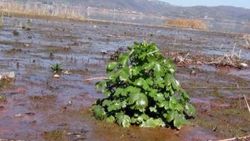 Suların çekildiği Sapanca Gölü'nden korkutan manzara