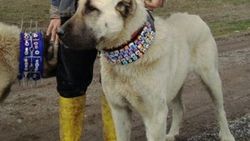 Çoban köpeği 18 bin liraya satıldı