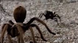 Tarantulayı alt eden tek hayvan İZLE