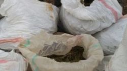 Şanlıurfa'da 138 kilo esrar ele geçirildi