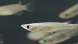Japonya'da dişi bir balık sperm üretti