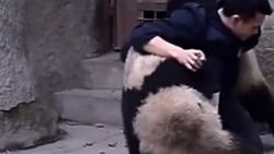 Çinli veterinerin pandalarla gülümseten mücadelesi İZLE