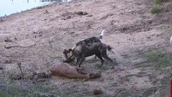 Vahşi köpeklerin impala avı