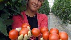 Jeotermal domateslerde hasat zamanı