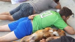 Polisin yere yatın talimatını duyan köpek teslim oldu