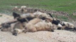 Bursa'da 84 köpek zehirlenerek öldürüldü