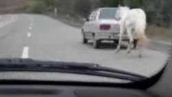 Atı otomobilin arkasına bağladı, yola çıktı