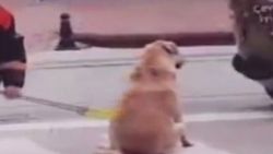 Sokak köpeğine hem masaj yaptı hem temizledi