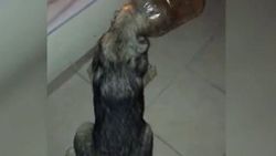 Başını bidona sıkıştıran köpek 5 ay sonra kurtarıldı