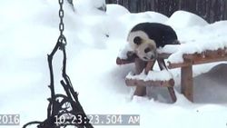 Toronto'da pandanın kar keyfi