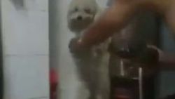 Şiddet gören köpek korku içinde bekledi