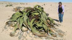 Welwitschia Mirabilis nedir