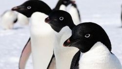 Penguenler 14 bin yıldır Antarktika’da
