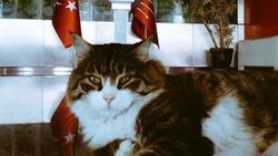CHP'nin temsilcisi kedi Şero olacak