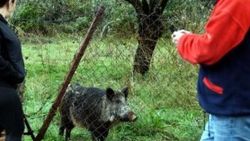 Bahçeye giren yaban domuzu geri gitmedi
