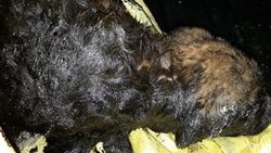 Yavru köpeği yakıt tankına attılar