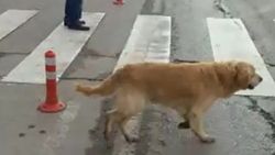 Yaya geçidini kullanan sokak köpeği