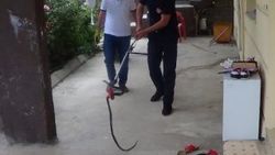 İtfaiye eve giren yılanı 1 saat bekleyerek yakaladı