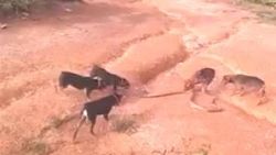 Av köpekleri kobraya saldırdı