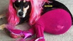 Yıldız Tilbe'nin köpeği Avgun iddiası