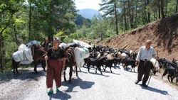 Antalya'da Yörüklerin yayla yolculuğu başladı
