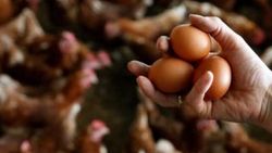 Avrupa'da böcek ilaçlı yumurta skandalı