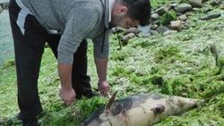 Silivri'de yunuslar karaya vuruyor