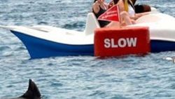 Marmaris'te köpek balığı paniği