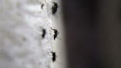 ABD'de zika karantinası
