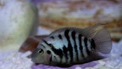 Zebra balığının gen haritası çıkarıldı