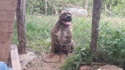 Bursa'da erkek pitbulu zehirleyip hamile eşini kaçırdılar