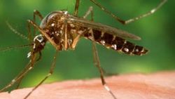 Zika virüsü Hindistan'a sıçradı