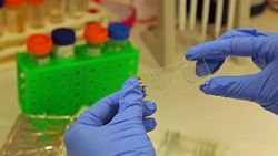 Zika virüsü için küresel acil durum kaldırıldı