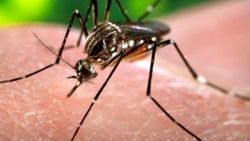 Zika yayılmaya devam ediyor