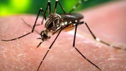 Dünya Sağlık Örgütünde zika alarmı