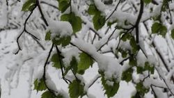 Meteorolojiden 5 ilde zirai don ve buzlanma uyarısı