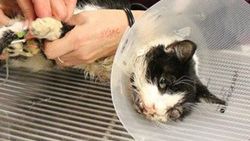 Öldüğü sanılan kedi 5 gün sonra gömüldüğü yerden çıktı