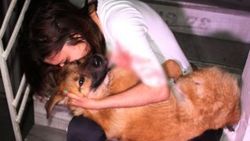 Arabanın çarptığı köpeğe 'Ne olur ölme' diye ağladı