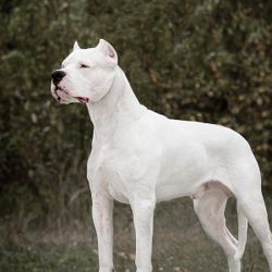 Dogo Argentino nedir