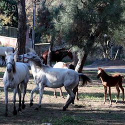 Ruam hastalığı nedir