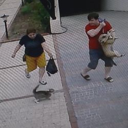 Antalya'da köpekli çift, kedinin saldırısına uğradı