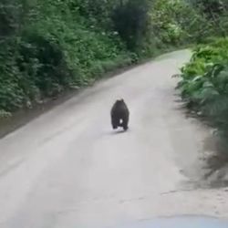 Rize'de yavru ayı kaçtı onlar kovaladı