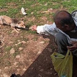 Hakkari'de arıcılar, tilkiyi elleriyle besliyor