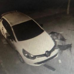 Kedi kovalayan köpekler otomobilin tamponunu parçaladı