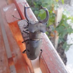 Adana'da geyik böceği görüldü
