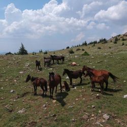 Spil Dağları'nın özgür ruhu: Yılkı atı