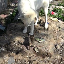 Maltepe'de, sokak köpeğinin yavru kedi ile oyunu