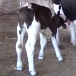 Silifke'de inek, kuyruksuz buzağı yavruladı