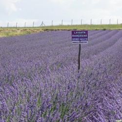 Kırıkkale'de tarlalarını lavanta bahçesine çevirdiler