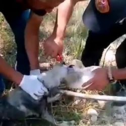 Van'da başı bidona sıkışan köpeğin imdadına yetiştiler